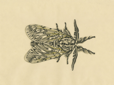 Merlijne Marell 3_0.png